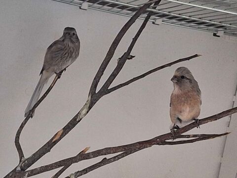 couple roselin à  longue queue 0 03200 Vichy