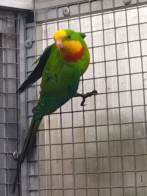 Perruche BARRABAN  70 37000 Tours