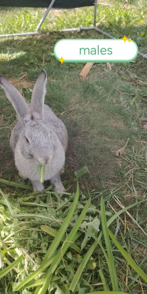 Lapin mal 20 62460 Divion