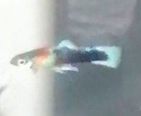   Guppys Endler et autres 
