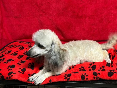 adorable petit male caniche toy 300 38540 Saint-just-chaleyssin