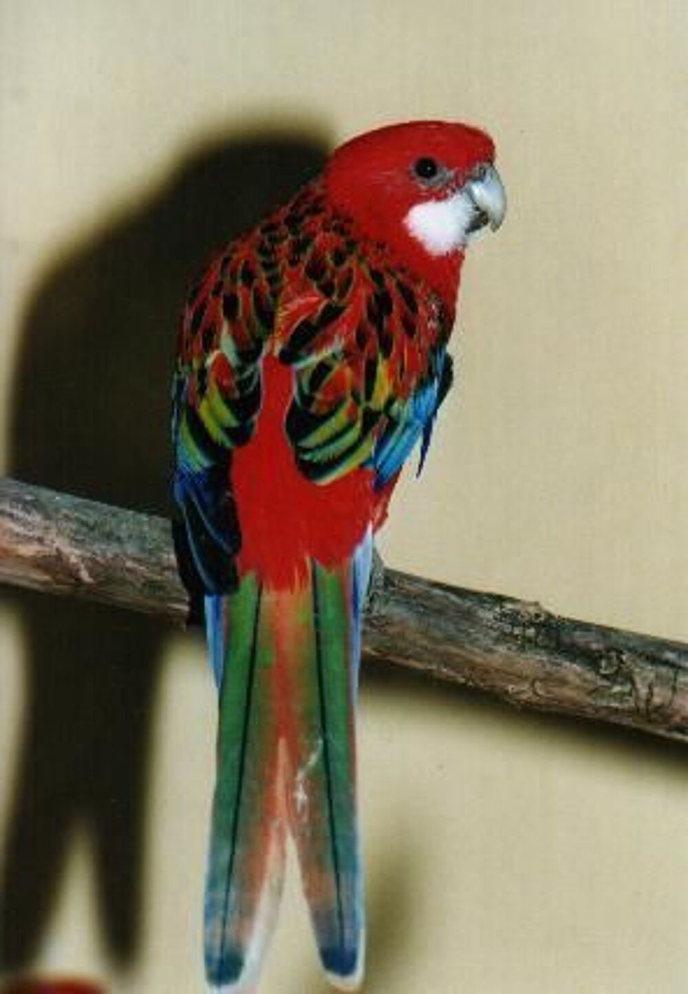   omnicolores rubinos et rouges 