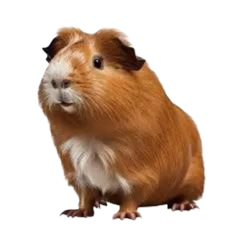 Males cochons d'inde 39 04700 La brillanne