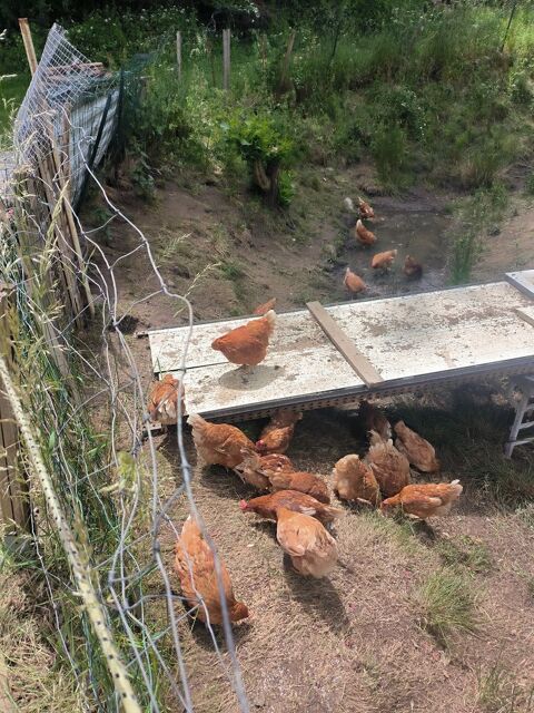 Poules pondeuses une quinzaine. 5 43260 Lantriac