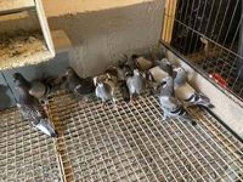   Pigeons voyageur baguer 2026 