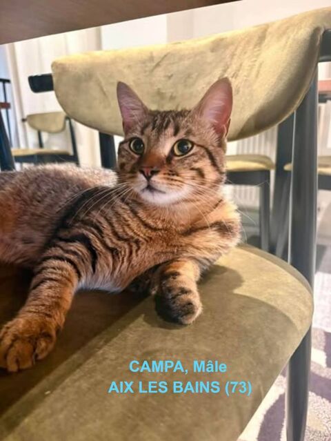 Chat CAMPA &agrave; l adoption 200 73100 Aix-les-bains