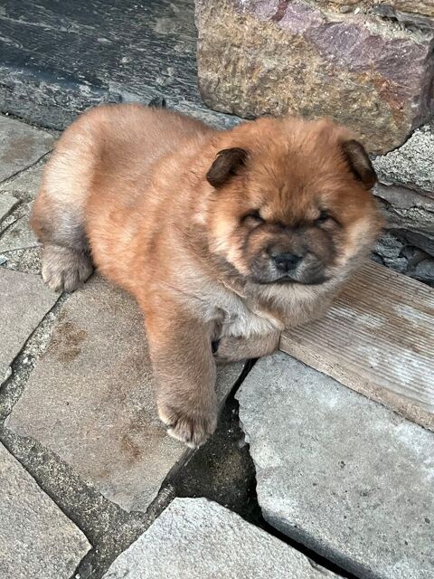 Chiot Chow Chow LOF 1700 35480 Saint-malo-de-phily