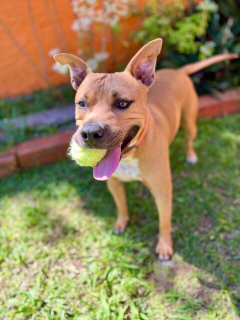 Omy, m&acirc;le crois&eacute; berger, n&eacute; le 31/01/2024🐶 380 60000 Allonne