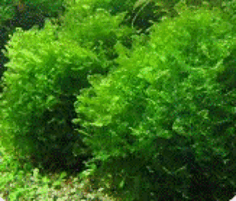 mousse de varech
(plante d'aquarium eau douce) 1 69380 Les chres