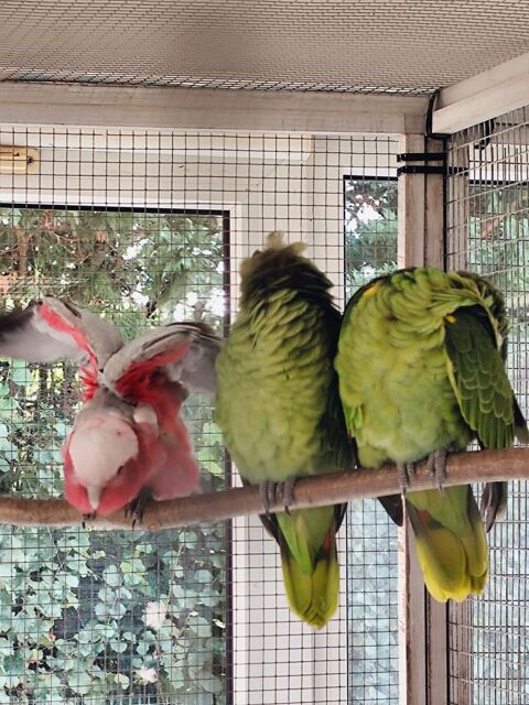 Cacato&egrave;s rosalbin & amazone &agrave; front bleu EAM 2024 1100 45700 Villemandeur