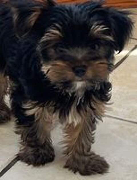   Chiot Yorkshire pedigree 