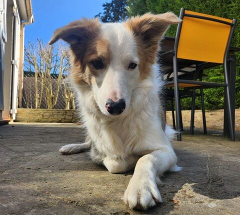 Border Collie. Recherche nouveau foyer 0 60820 Boran-sur-oise