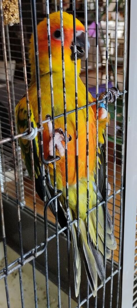 conure soleil 16110 La rochette