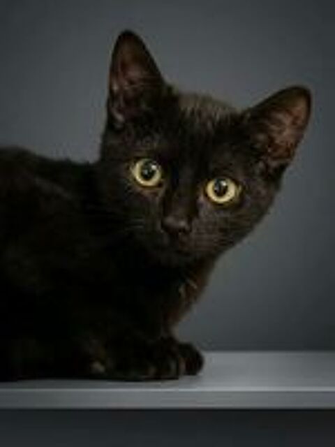   Arya chatonne 2 mois 1/2 cherche famille 