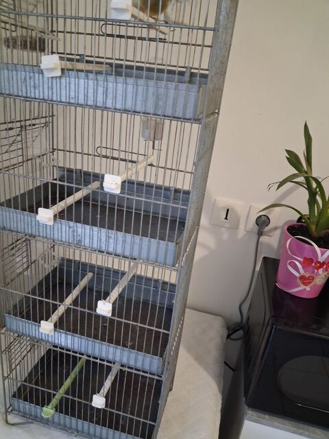 Cage de siffleur  75 62300 Lens