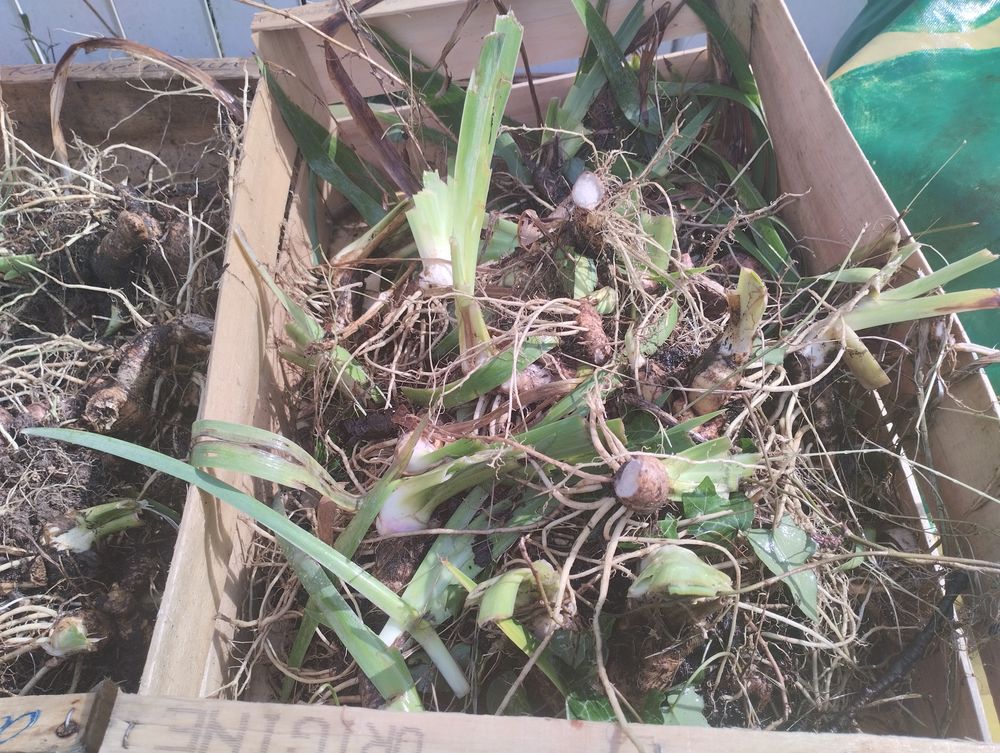 Iris Jardin