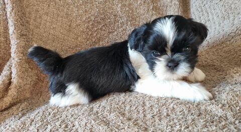 Chiot shih tzu a r&eacute;server 1100 17000 La rochelle