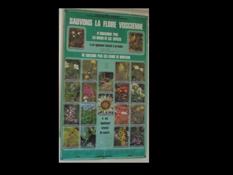 affiche sauvons la flore vosgienne 5 Saint-Andr-les-Vergers (10)