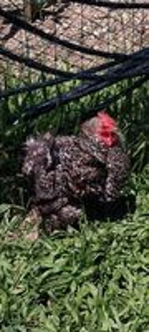   Coq de Pékin 