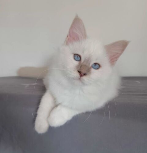 Chaton sacr&eacute; de Birmanie non LOOF 895 38660 Lumbin