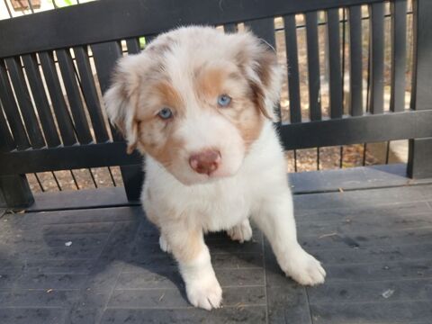 chiots bergers australiens LOF 1150 37240 Le louroux