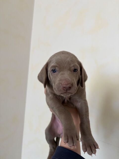 Chiots Braque de Weimar 850 02340 Montcornet