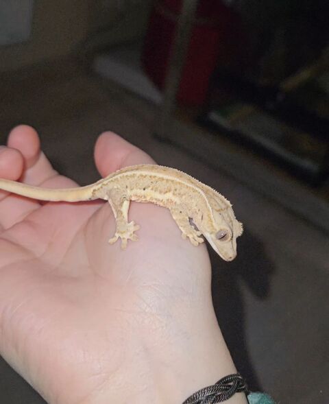 Gecko à crête juvénile 120 95150 Taverny