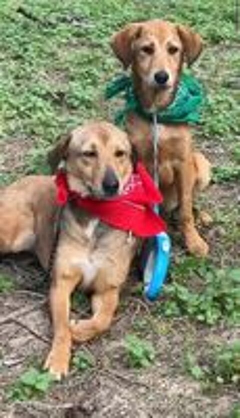   Choupi, né le 8 septembre 2025, taille adulte moyenne (18 kg environ), à l'adoption ! 