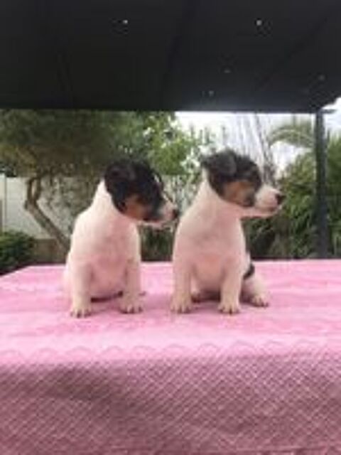   Chiots Jack Russel 