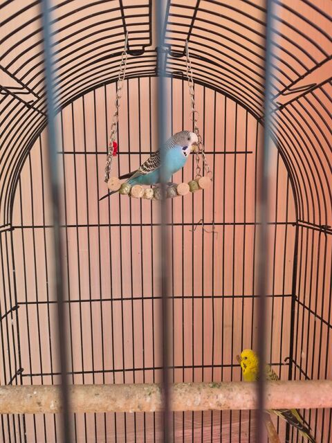 Cage + couple peruche 100 78700 Conflans-sainte-honorine