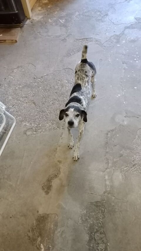 Donne Jack Russel Terrier croisé épagneul. 0 32310 Saint-puy