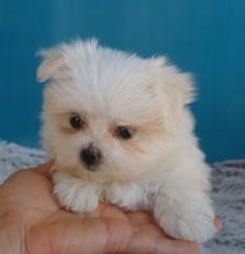   Magnifique femelle bichon maltais miniature 