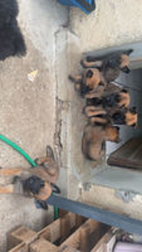   Chiots MalinOIS LOF - 4F 3M - Élevage familial  