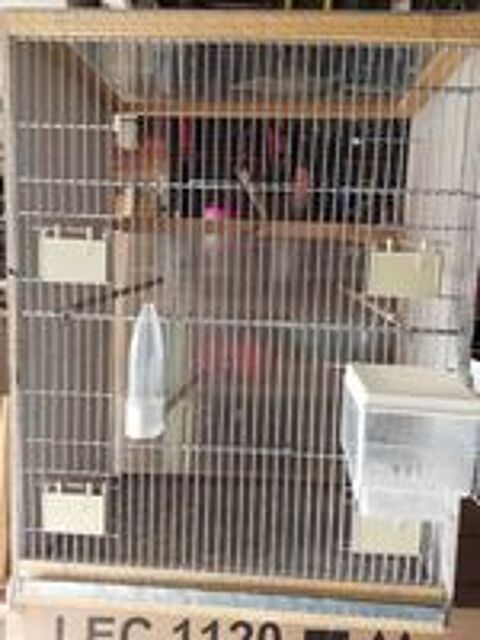   CAGE pour oiseaux  