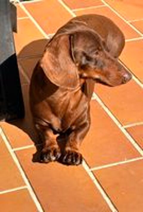  Chiots teckels nains LOF 