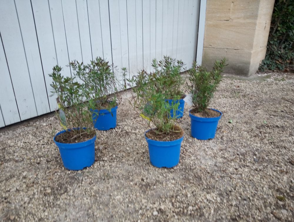 Vivace de Terrain Sec Sauge Salvia 'Note bleue'. Jardin