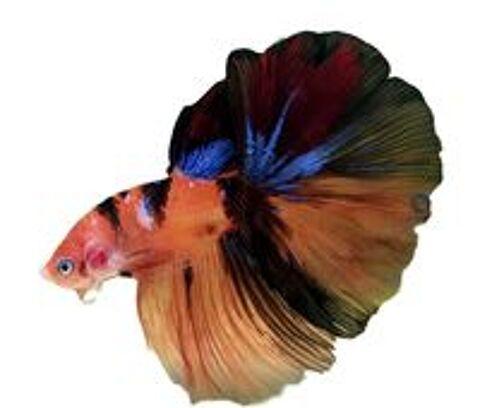   Bettas de selection 