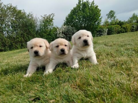  labrador sable &agrave; r&eacute;server 1200 53200 Ch�teau-gontier