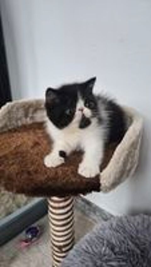   Chatons persan exotic shorhair  