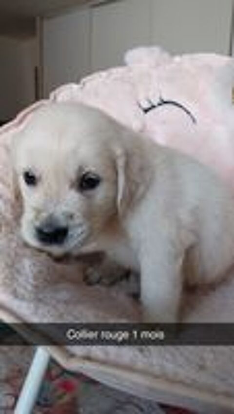   Golden retriever  