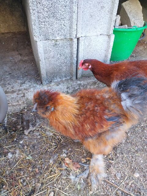 Magnifique Coq Soie 10 42155 Saint-lger-sur-roanne