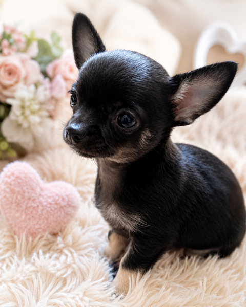 Femelle de type chihuahua 1350 22640 Plénée-jugon