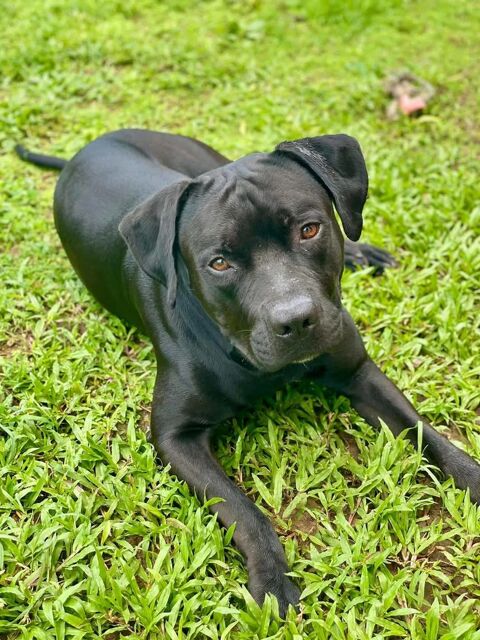 Tito, mâle croisé berger, né le 10/02/2022 &#128054; 380 61000 Alenon