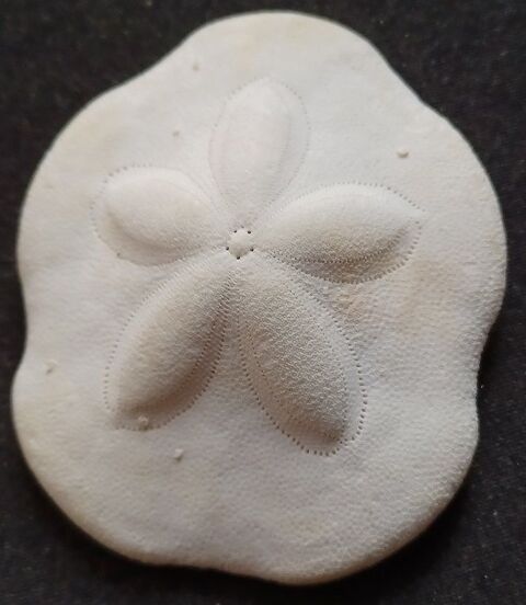 Pendentif corail (artisanat) Laruscade (33)