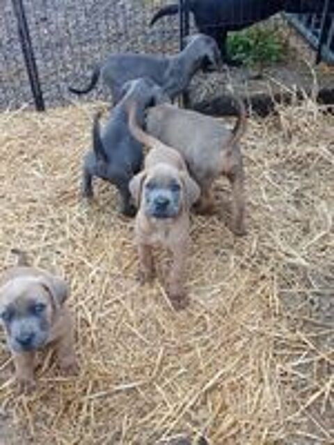    9 bébés cane corso il y a 5 males et 4 femelles 