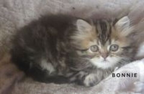   MAGNIFIQUE CHATON PERSAN FEMELLE LOOF A RESERVER 