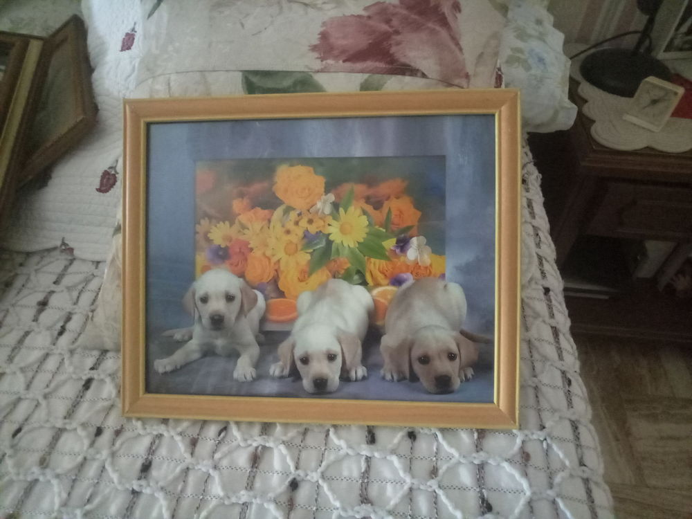 CADRE PHOTO TROIS PETITS CHIENS LABRADOR 33 X 27 cm Décoration