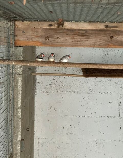 Femelle diamant mandarin 5 86300 Chapelle-viviers