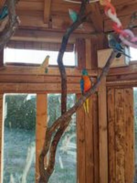   Perruche turquoisine splendide couleur 