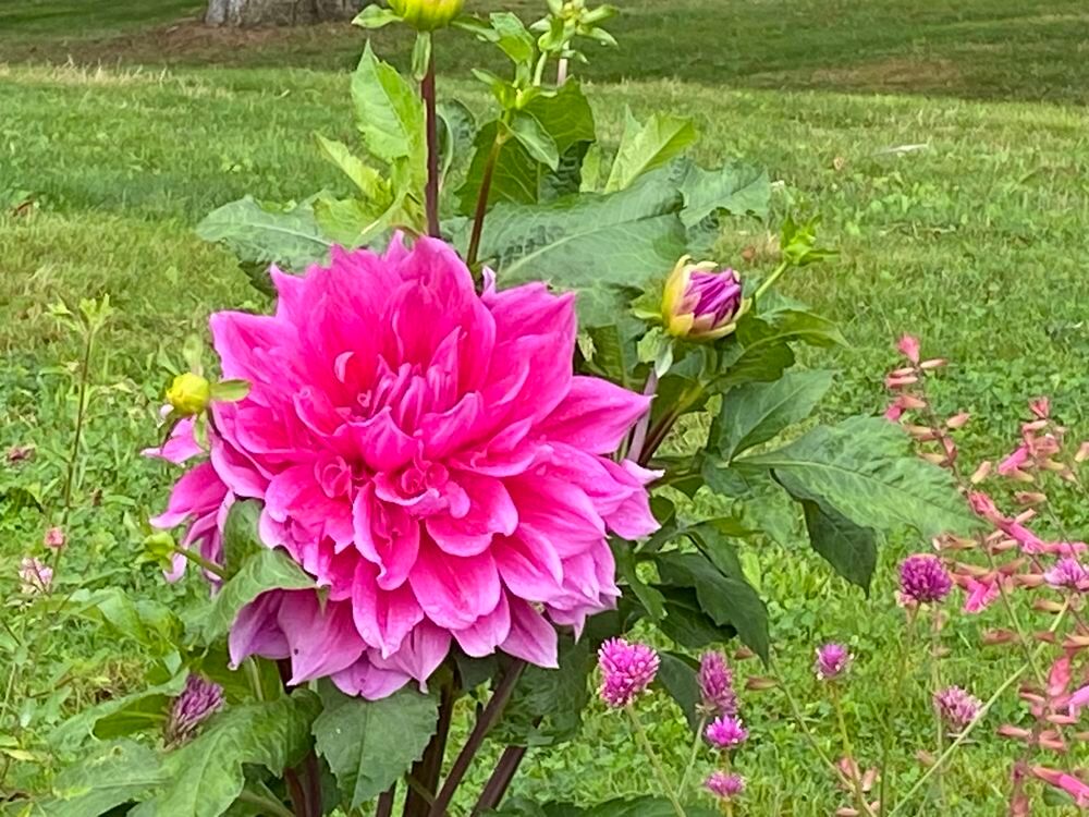 Id&eacute;al pour jardin donne crottin/fumier Jardin